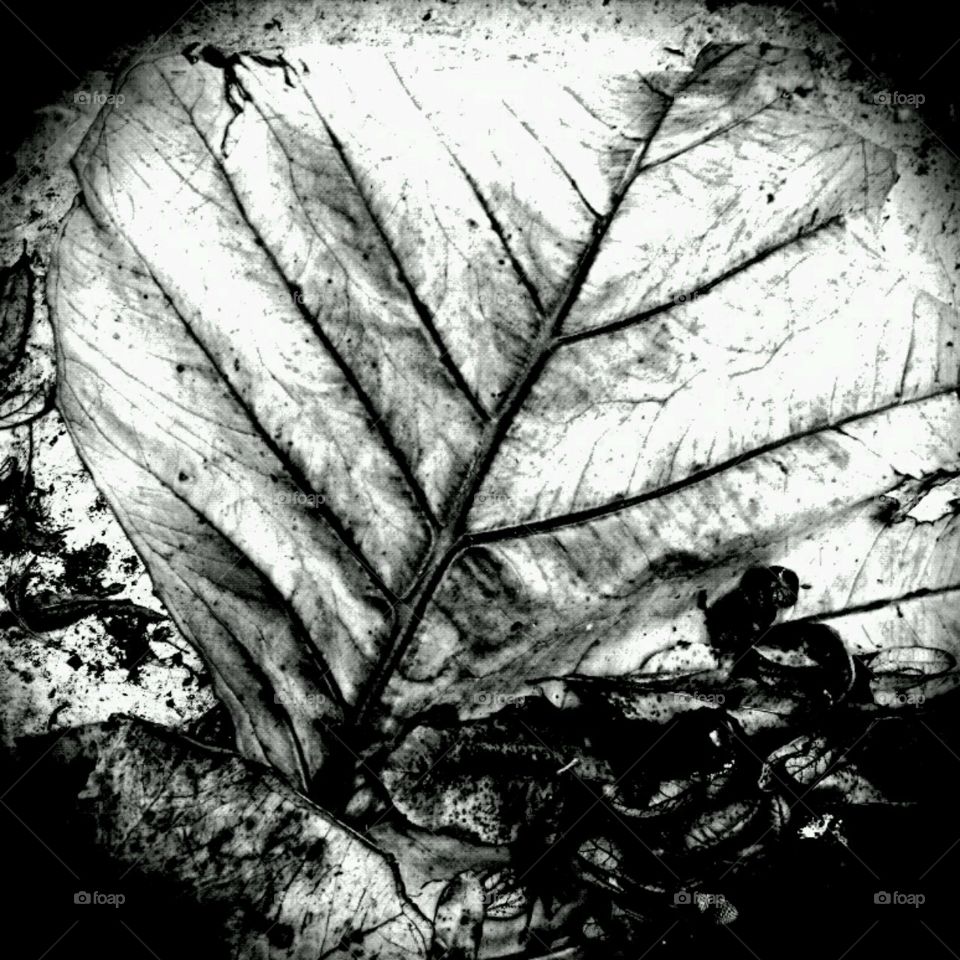 texture. b+w elephant ears