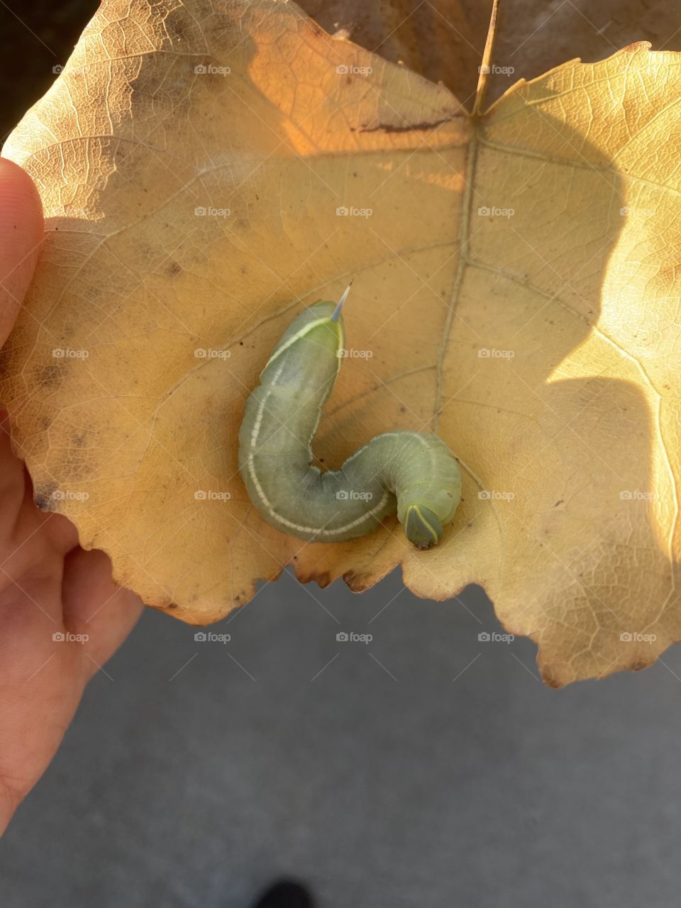 Hornworm on fall leaf