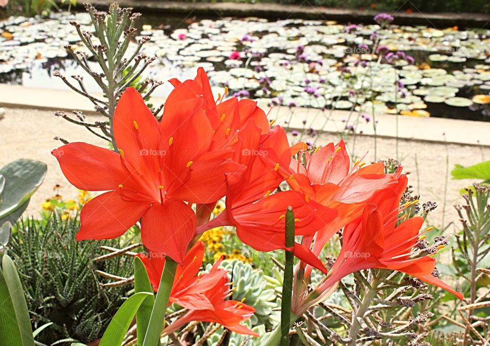 Red flower closeup