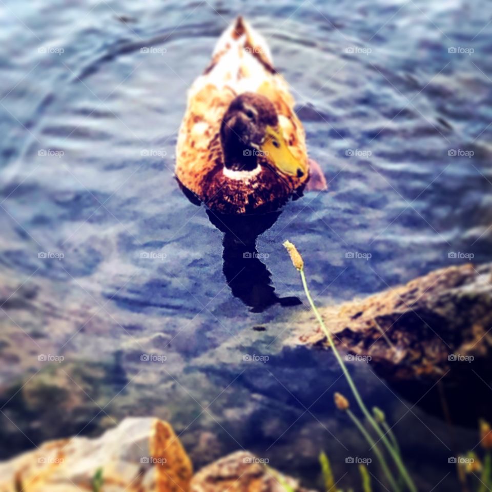 Duck in pond 