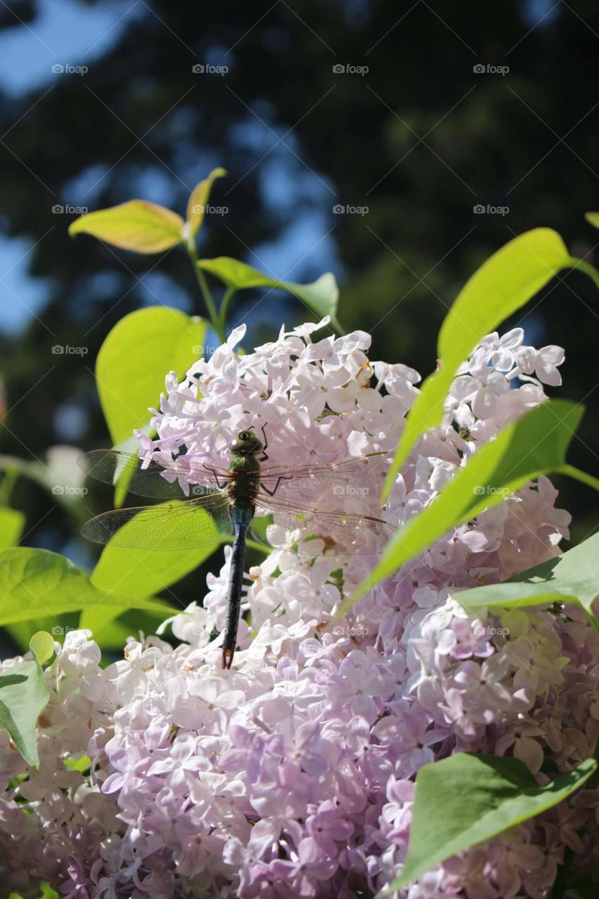 A dragonfly resting on Lilacs