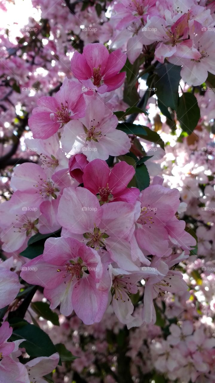 Cherry blossoms in springtime