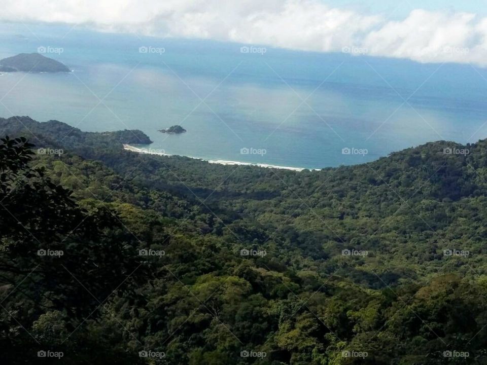 A small sample of the Majestic "Atlantic Forest", located in the Ilhabela Archipelago, North coast of the State of São Paulo, Brazil.