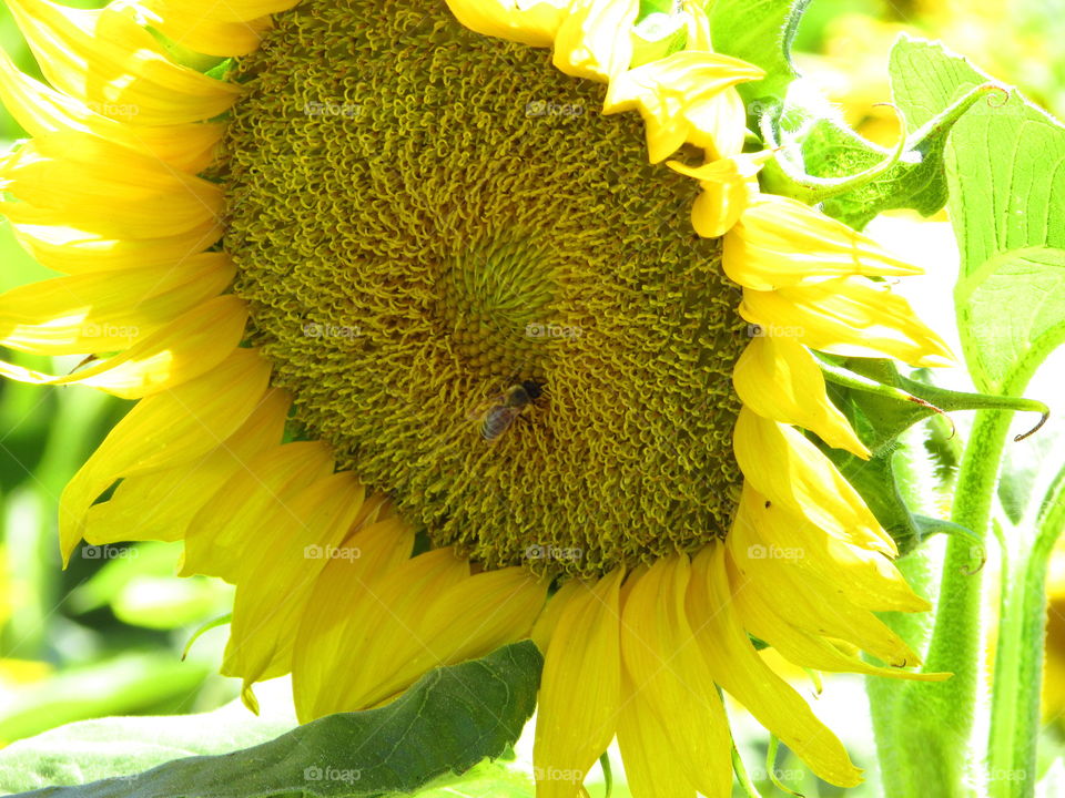 yellow sunflower