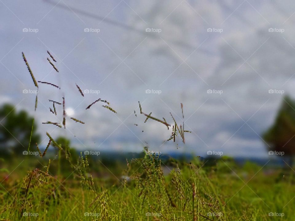 Landscape with meadow, blue sky and clouds. Rural flowers on green grass. Field with grass and wild flowers Meadow with wild flowers.