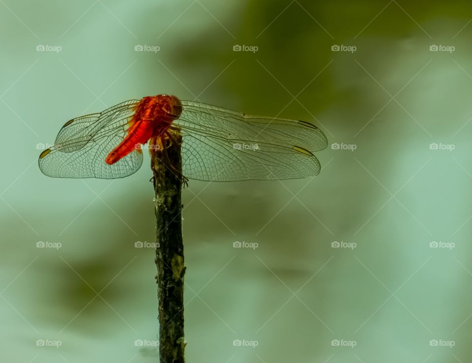 dragon fly