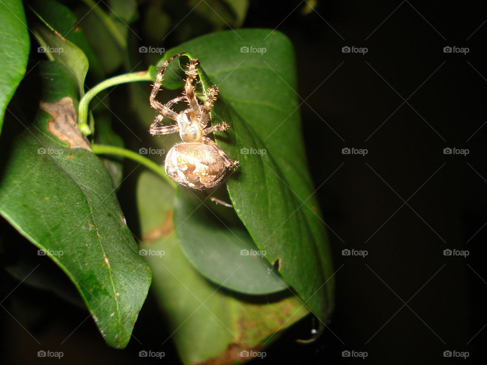 Spider on the leaf.