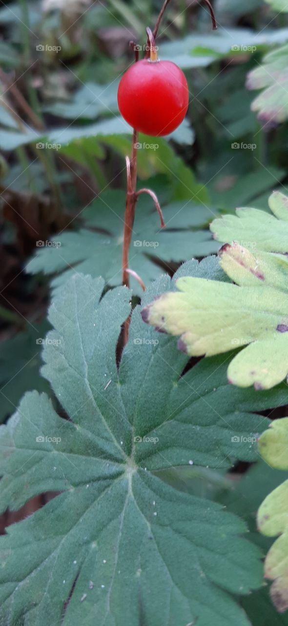 Green leaves and red berry