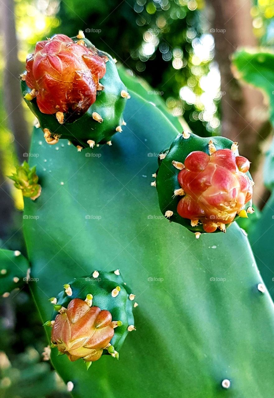 cactus flowers - bud flowers