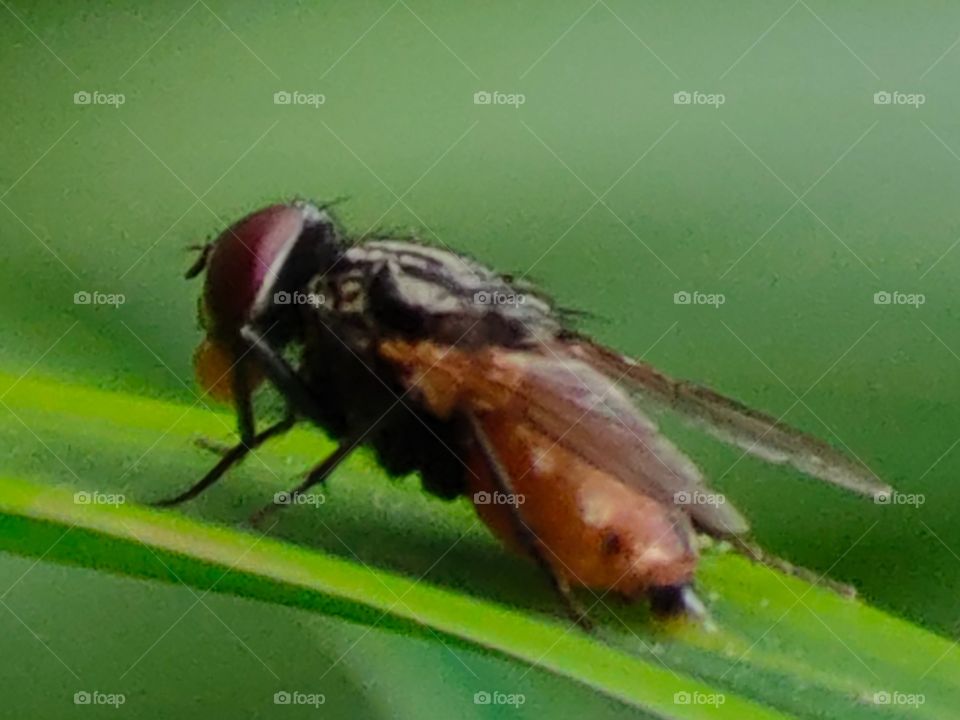 Insect