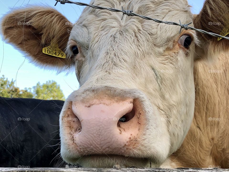 A cow looking a me whilst I take a photo 