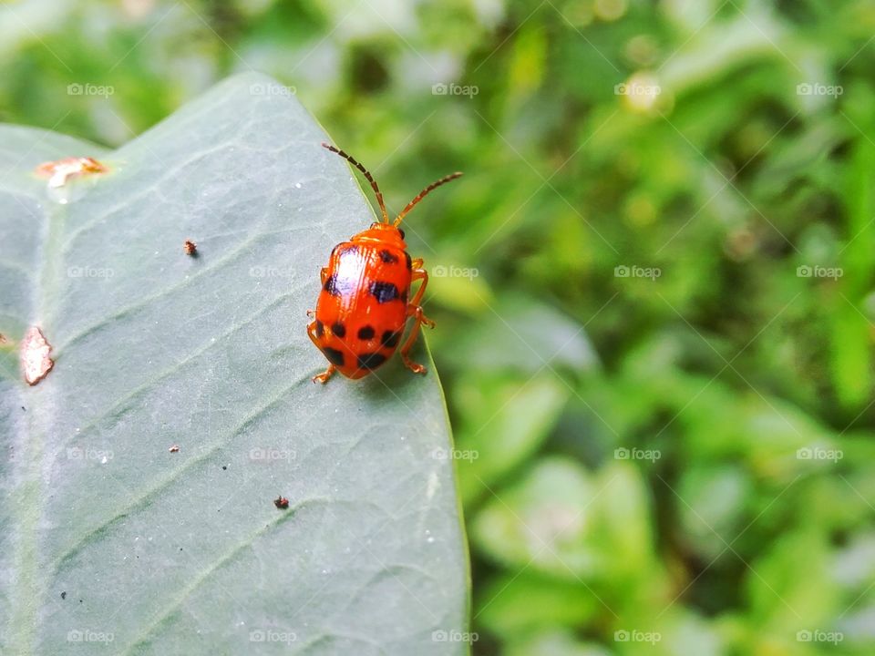 Red bug