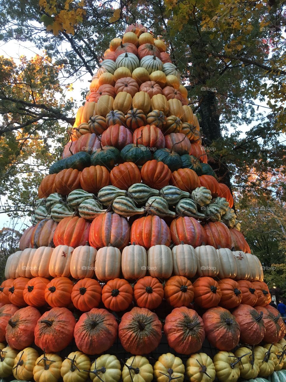 Pumpkin Tree 