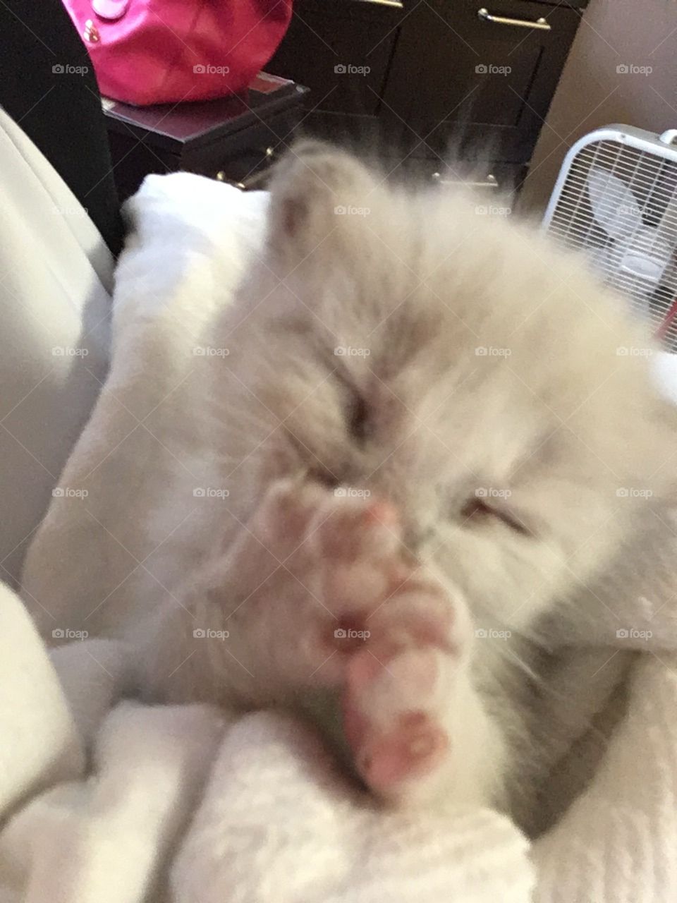 Beautiful white baby kitten 🐱