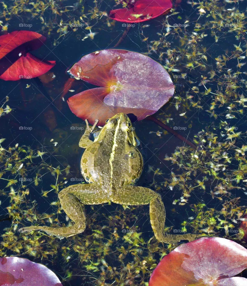 frogg