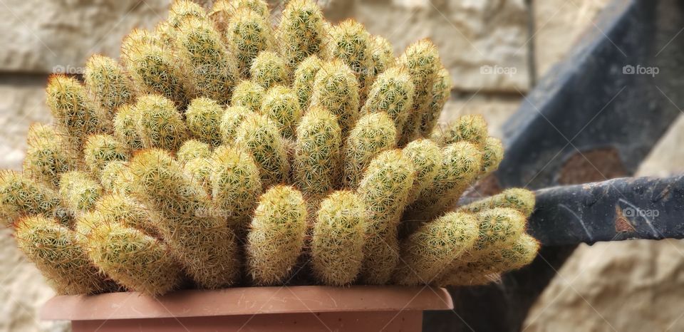 A heathy baby cacti.