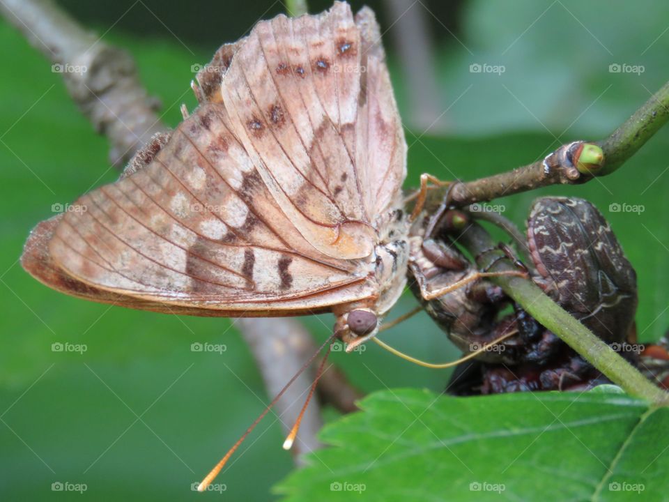 insects sharing a mulberry