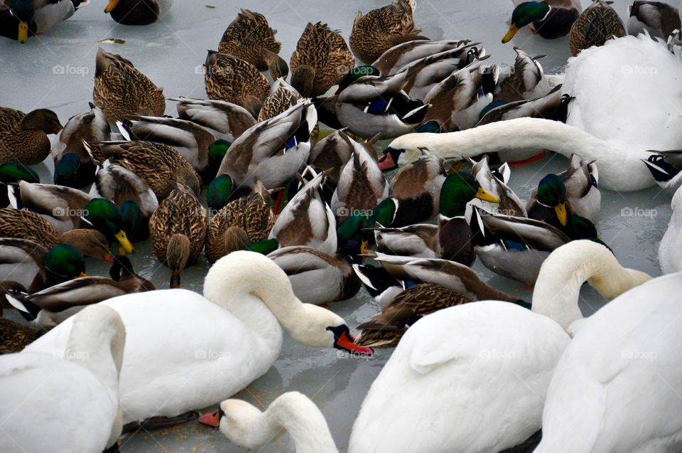 Bird, Wildlife, Duck, Swan, Nature