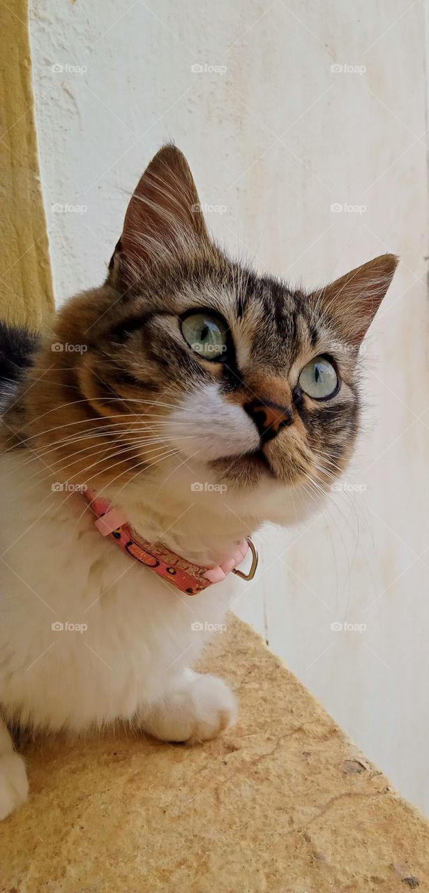 cute cat with beautiful green eyes