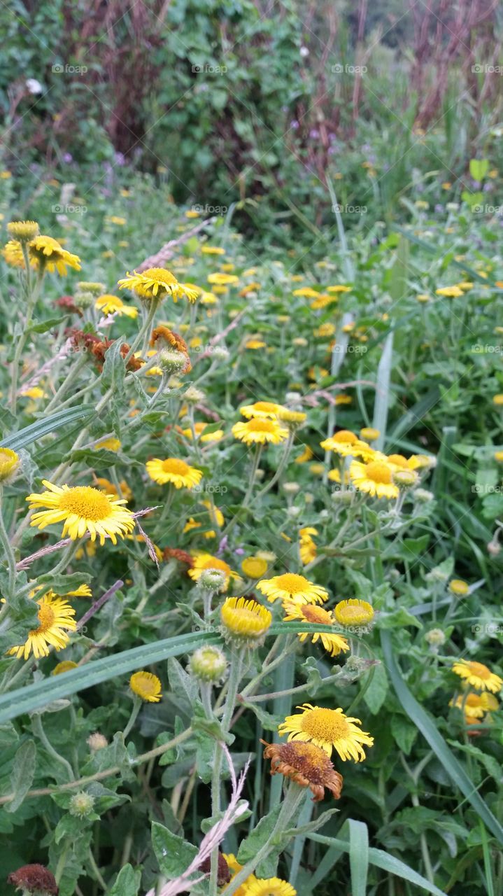 Nature, Flora, Flower, Summer, Field