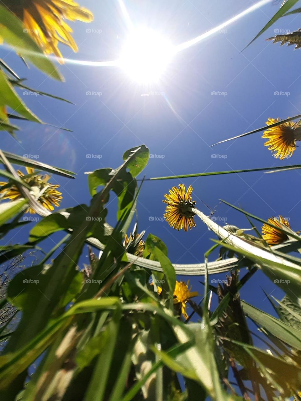 photo of fresh green grass and dandelions against the background of spring blue sky