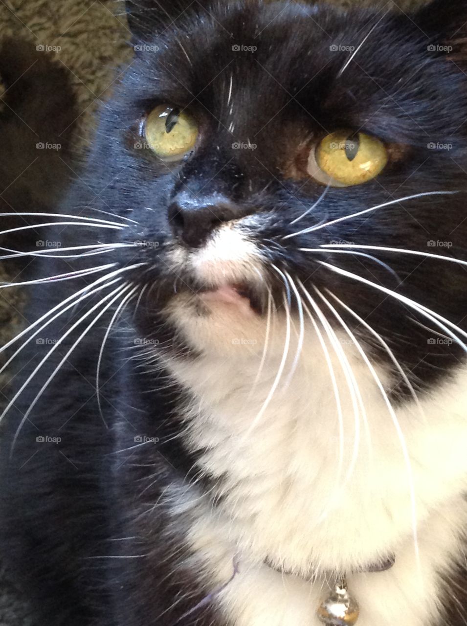 A close up photo of my black and white tuxedo cat.