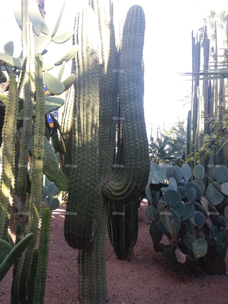 cactus jardins majorelle