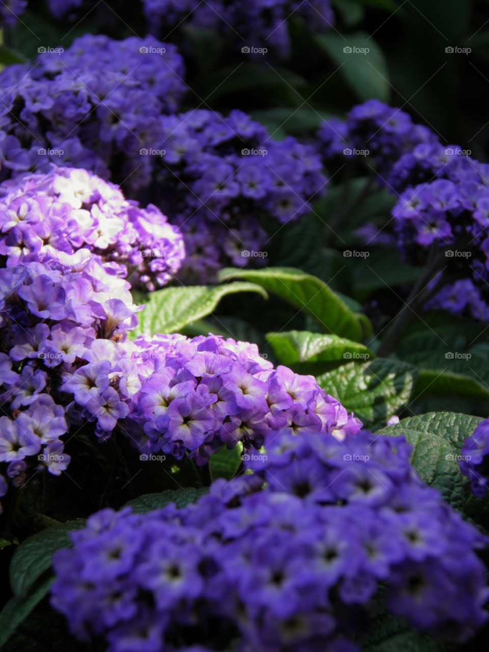 Rayon de lumière sur des grappes de fleurs mauve, violette