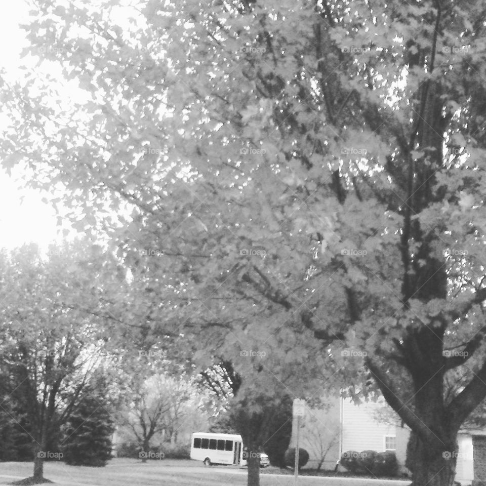 Tree, Outdoors, No Person, Road, Winter