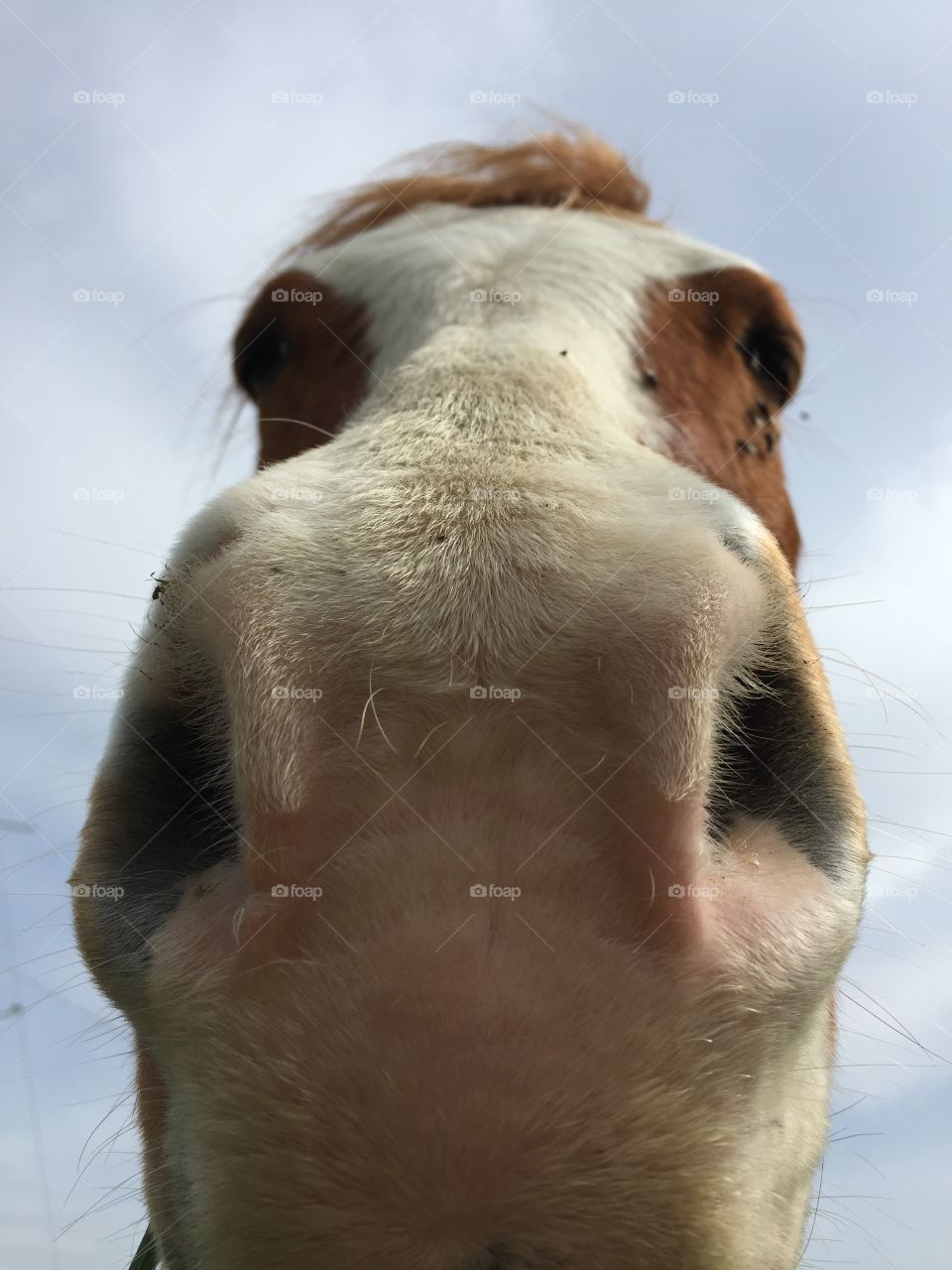 Horse Selfie 