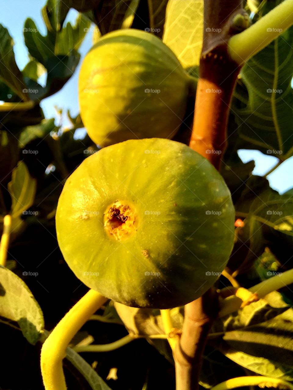 The fig fruit
