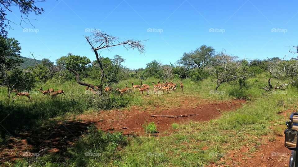 Impala running past
