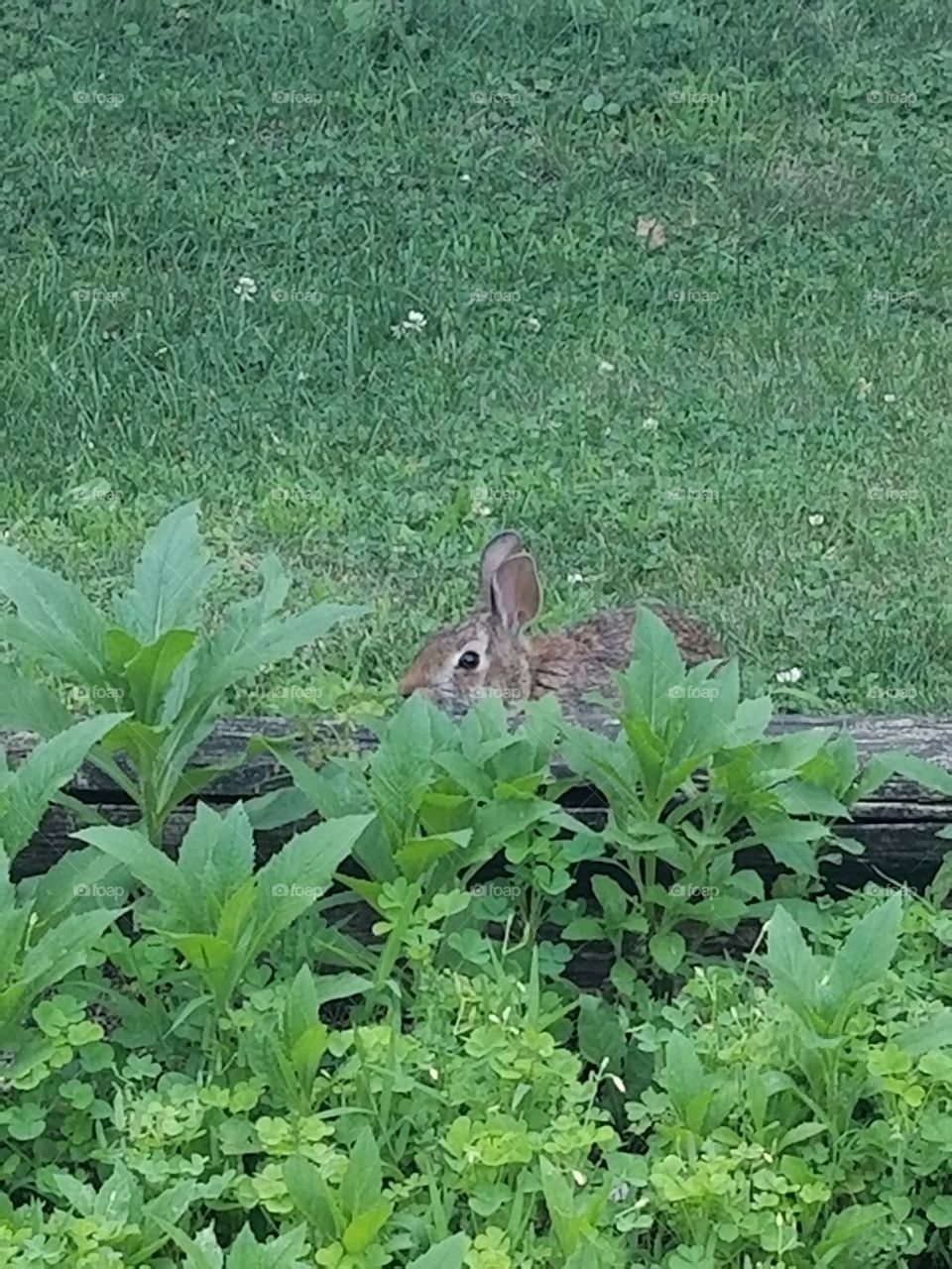 A cautious Rabbit, watching. Unaware I can see her velvet fur, and mean her no harm. She visited for 3 days before moving on.