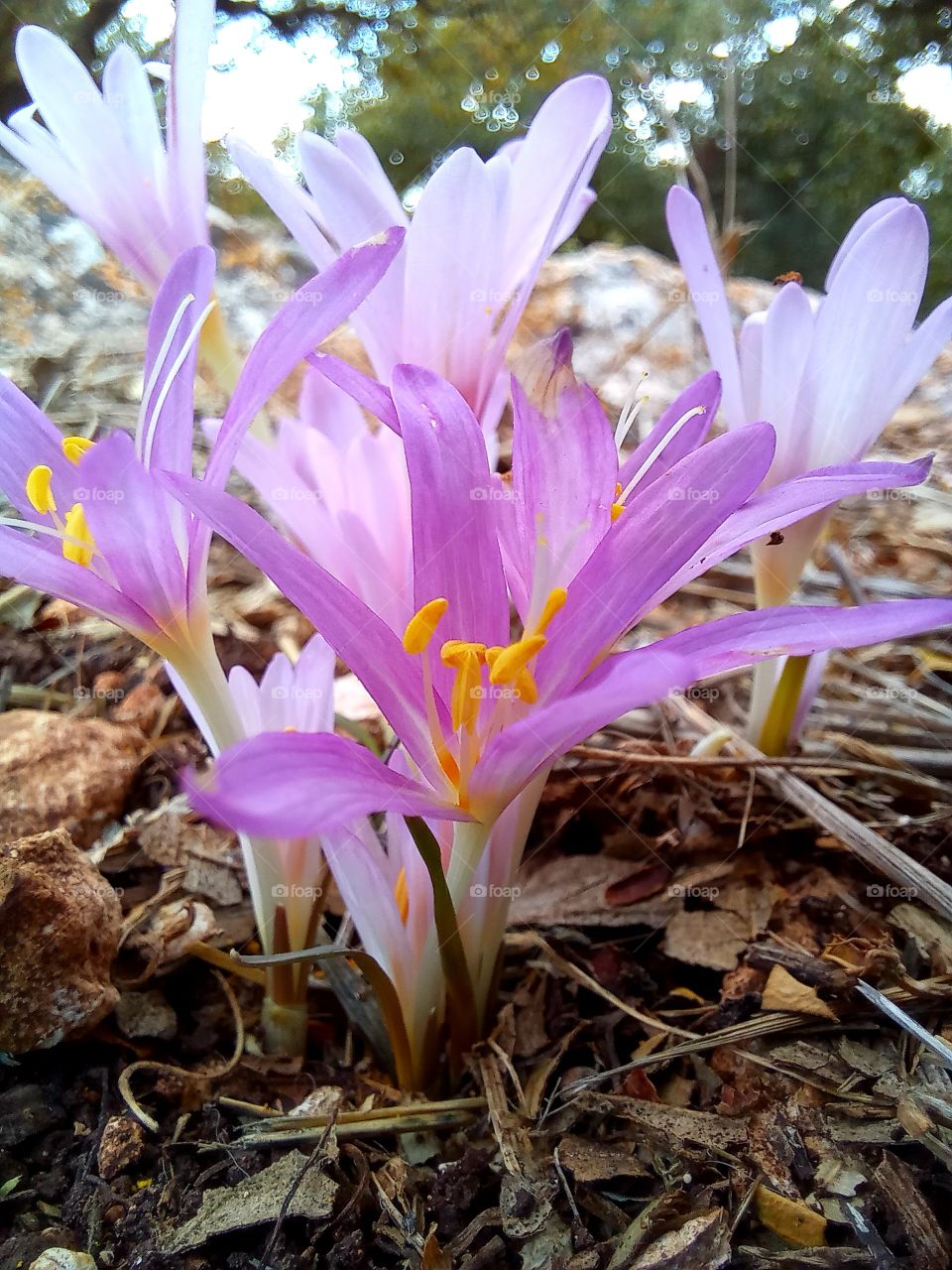 Colchicum autumnale