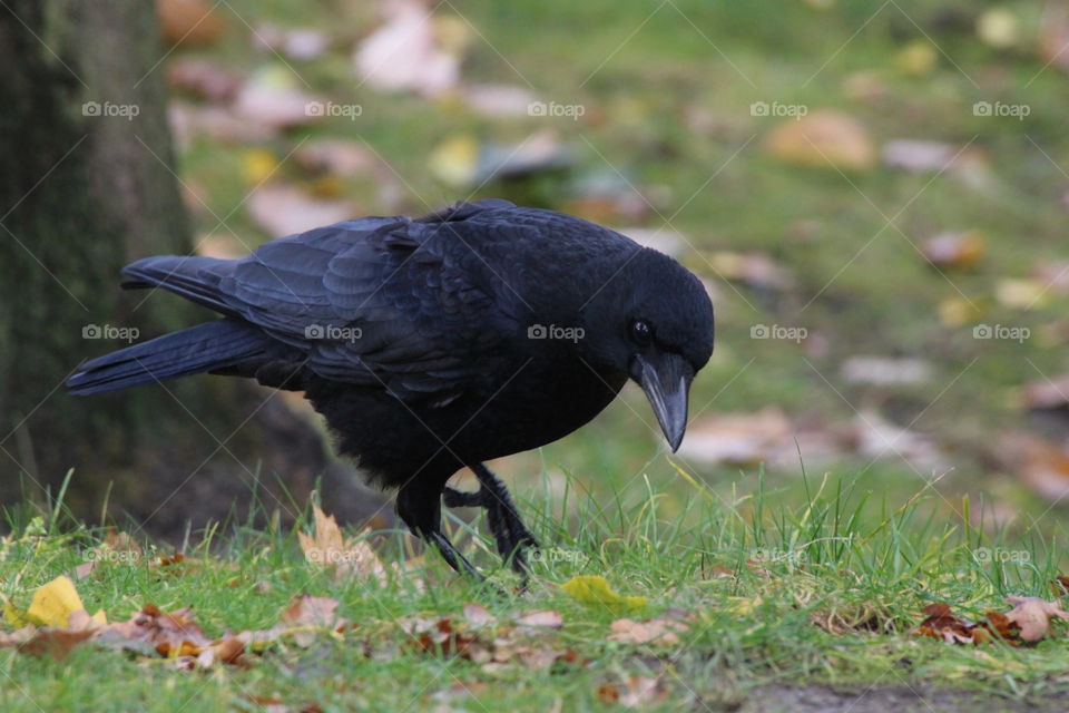 Black crow portrait