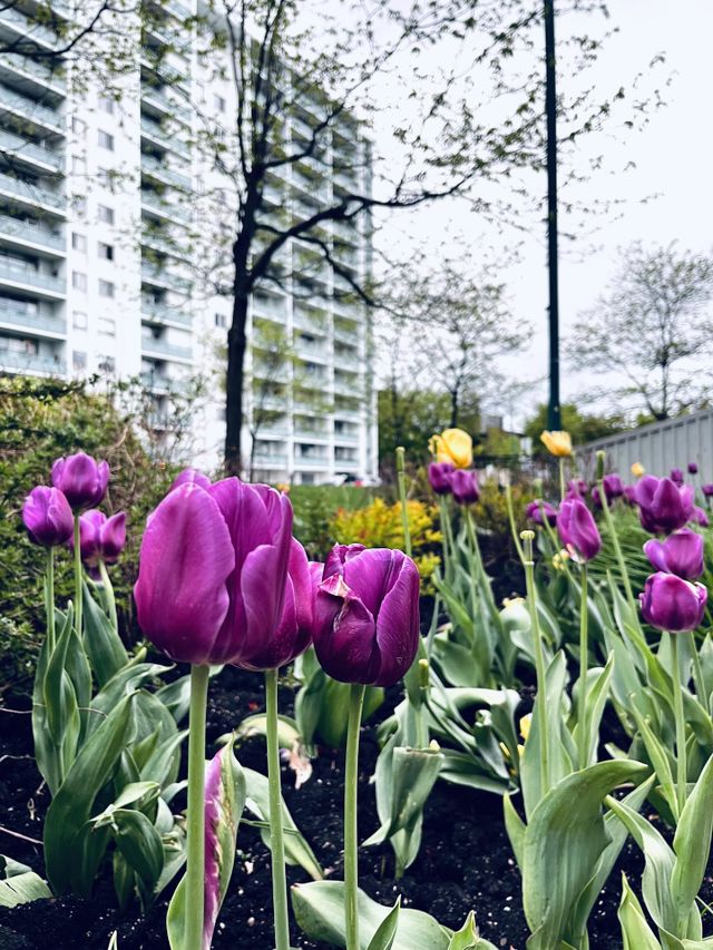 🌷