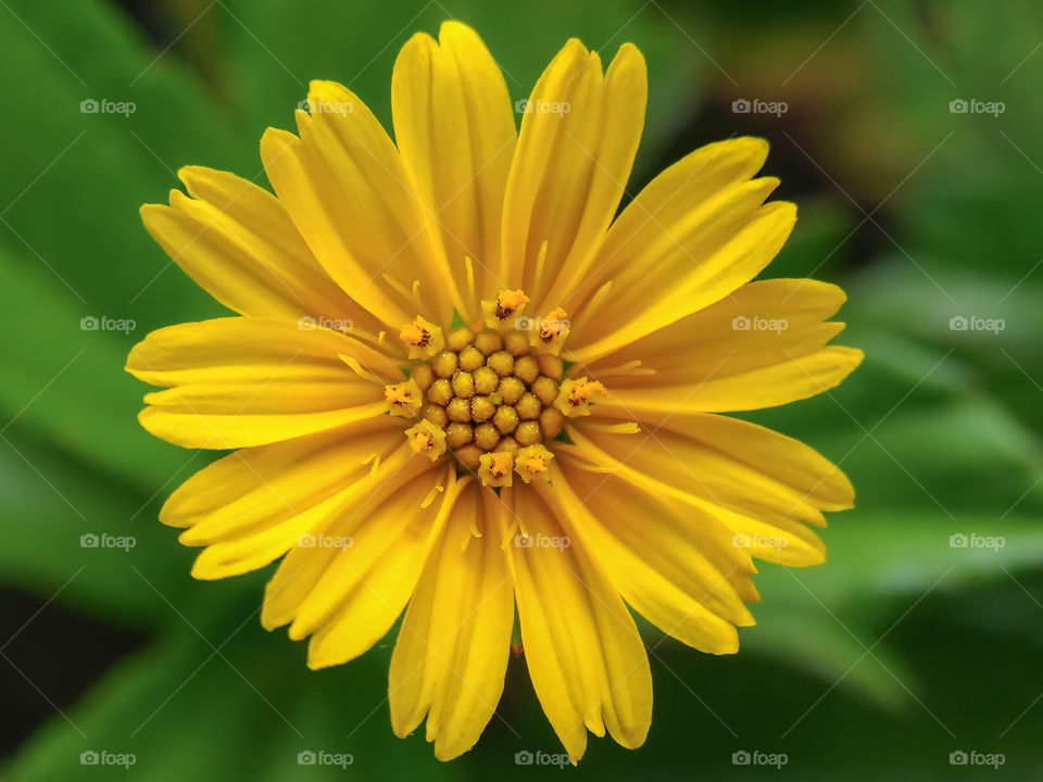 yellow flower