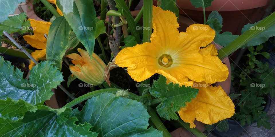 courgette have great nutritional properties