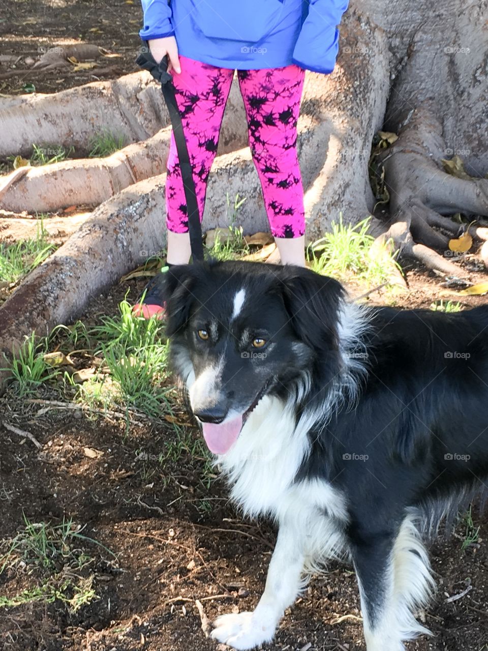 Girl walking border collie sheepdog, only bottom torso in view 