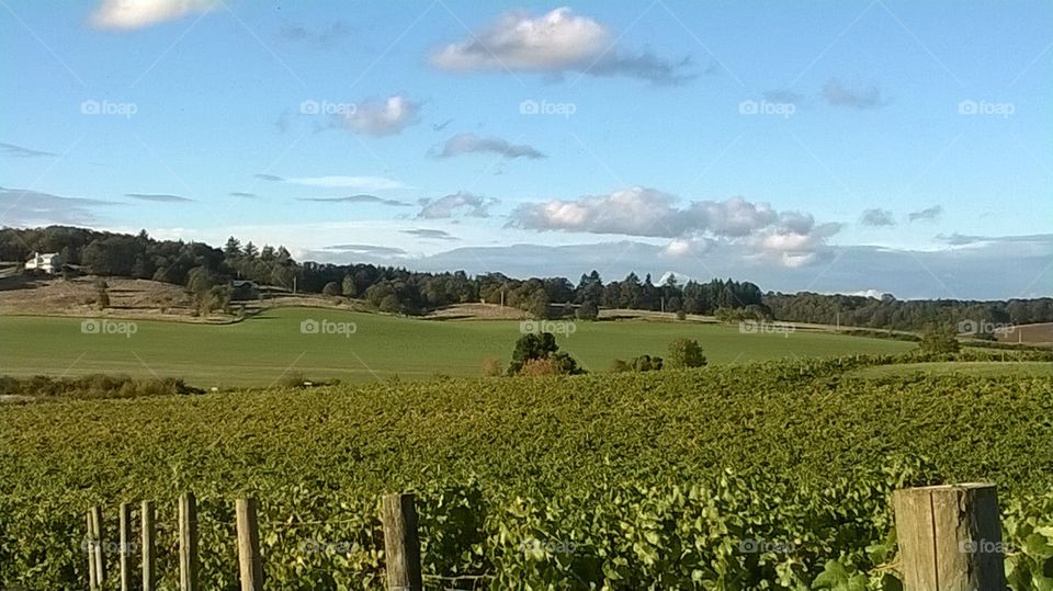 Vineyard view