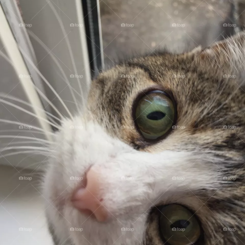 Cat eye 
