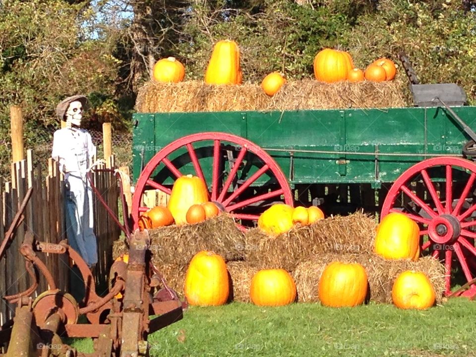 Spooky farmer and pumpkins