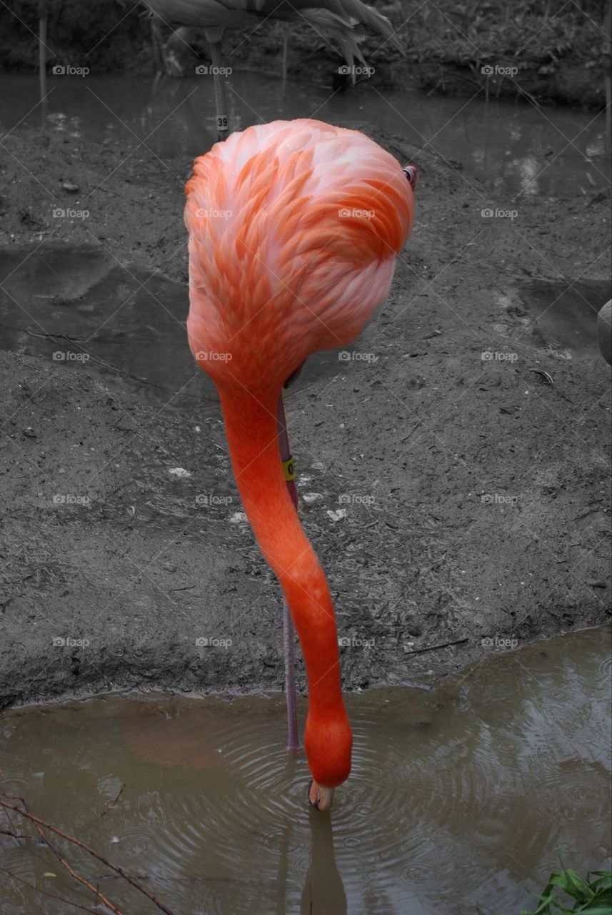 Flamingo