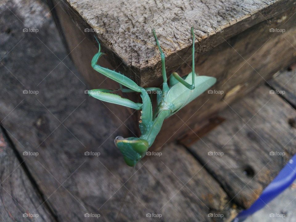 Green grasshopper
