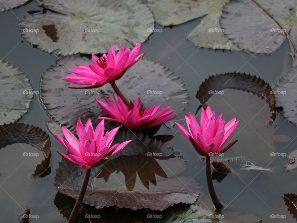 pink lily lotus