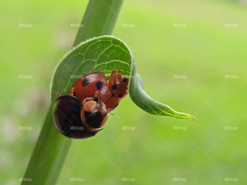 Two ladybugs hiding under a leaf.