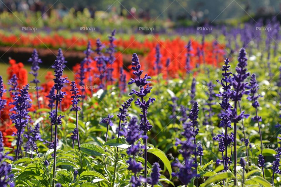 At botanical garden in Pyin Oo Lwin
