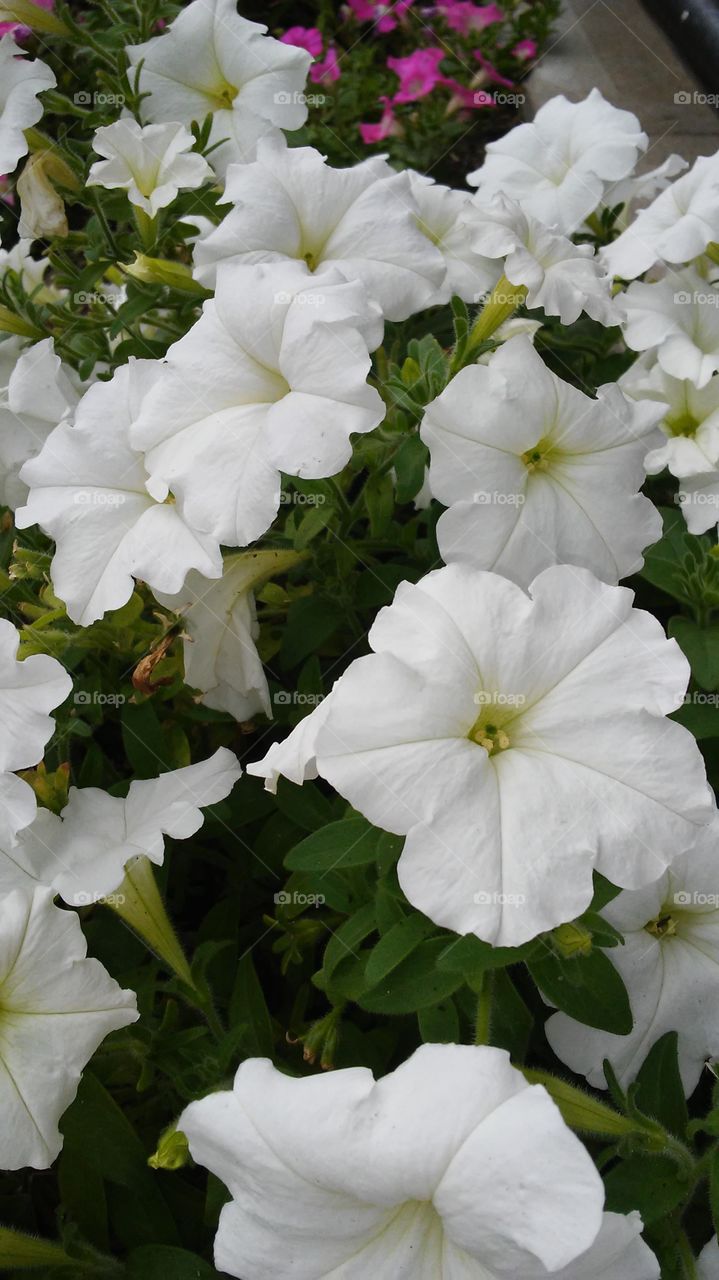 Flower, Nature, Garden, Flora, Summer