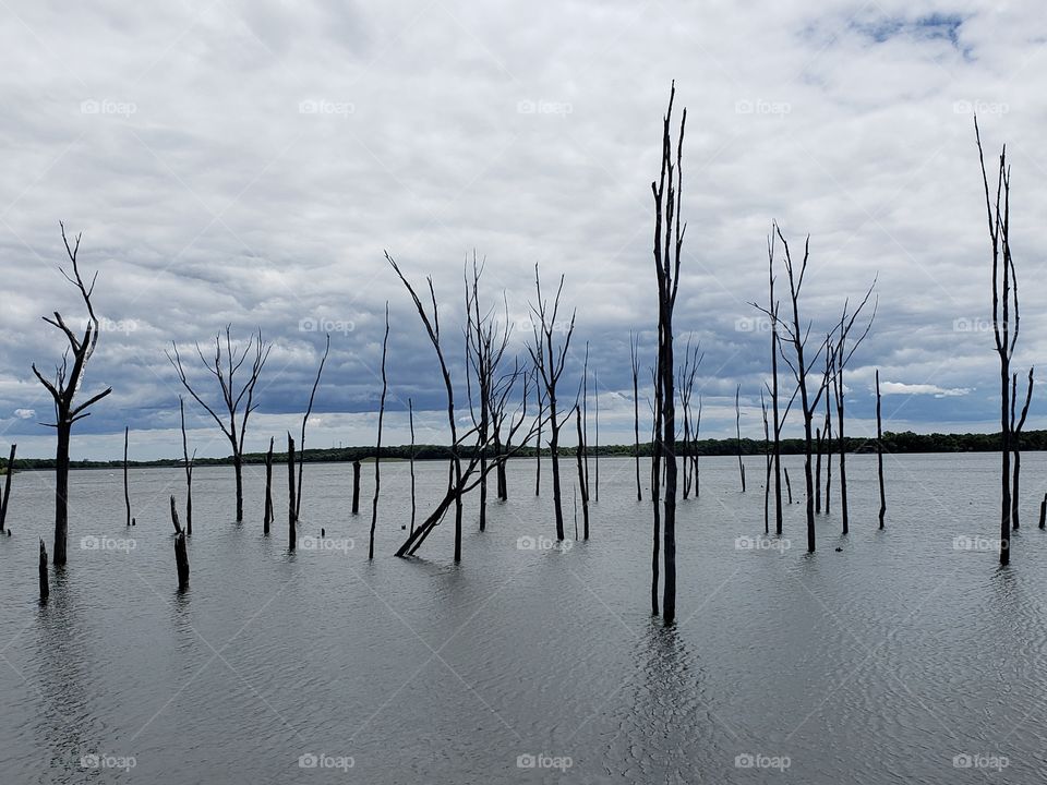 Branches in water