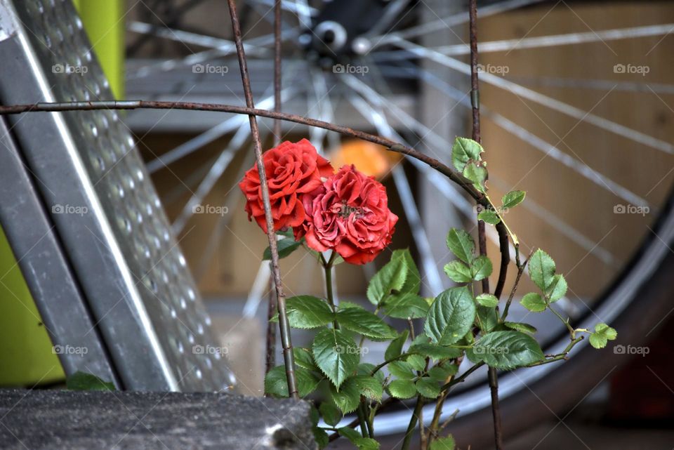 parked bicycle